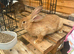 New zealand bunnies