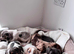 Miniature dachshund