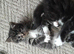 Beautiful rascalls looking for good homes