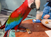 Green wing macaw 7 years tame