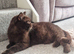 Beautiful Retired Chocolate GCCF/TICA Registered Lady