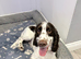 PROVEN Working cocker spaniel STUD