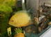 Large Fish Tank with Storage