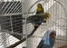 Budgies for sale &pound;10 each