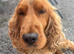 SHOW cocker spaniel