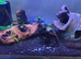 Shrimp tank full setup