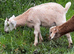 Intact male Anglo Nubian/Toggenburg/Boer goat kid
