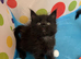 TICA registered stunning Maine coon kittens