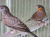 Cutthroat finches for sale