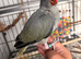 Hand reared baby ringnecks