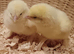 Chicks for sale