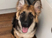 Beautiful male gsd for sale!