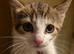 Kittens for sale