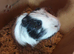 Dave the guinea pig