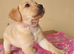 Stunning Black & Yellow Labrador Puppies