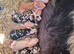 Kunekune bottle fed piglets (pedigree).