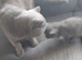 Gorgeous 2 year old male bsh