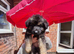 8 large GSD puppies for sale