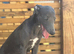 Blue female whippet kc reg