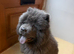 Blue/lilac chow chow stud