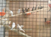 Mosaic canaries