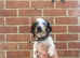 Jack Russell