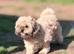 Shihpoo puppies from a galaxy faraway