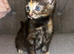 Main coon cross