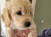 Puppies