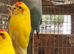 This years baby ringnecks