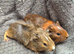Guinea Pigs looking for new homes
