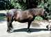 Beautiful registered standard shetland