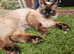 pure ragdoll seal point mink male