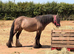 Ride and drive gelding