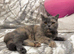 Beautiful GCCF registered active bsh female