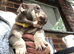 Stunning English Bulldog Puppies
