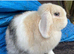 mini lops rabbits