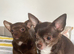 Chihuahua appledomed long haired girl