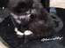 Stunning litter of 6 kittens