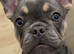 Hugo