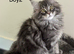 Full Maine coon kittens