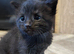 Kittens available