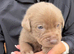 4 left Stunning Silver Labrador Pups