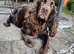Working Cocker Spaniel Puppies &ndash; 2 Boys From litter of 6 Available