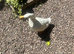 tammed duck