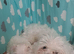 Beautiful Maltese puppy for sale