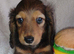 K.C. Reg. Longhaired Miniature Pups Male