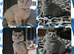 Perfect tica registered british shorthair kittens