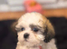 Malshi puppies with unique mix of colours