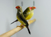 Star finch